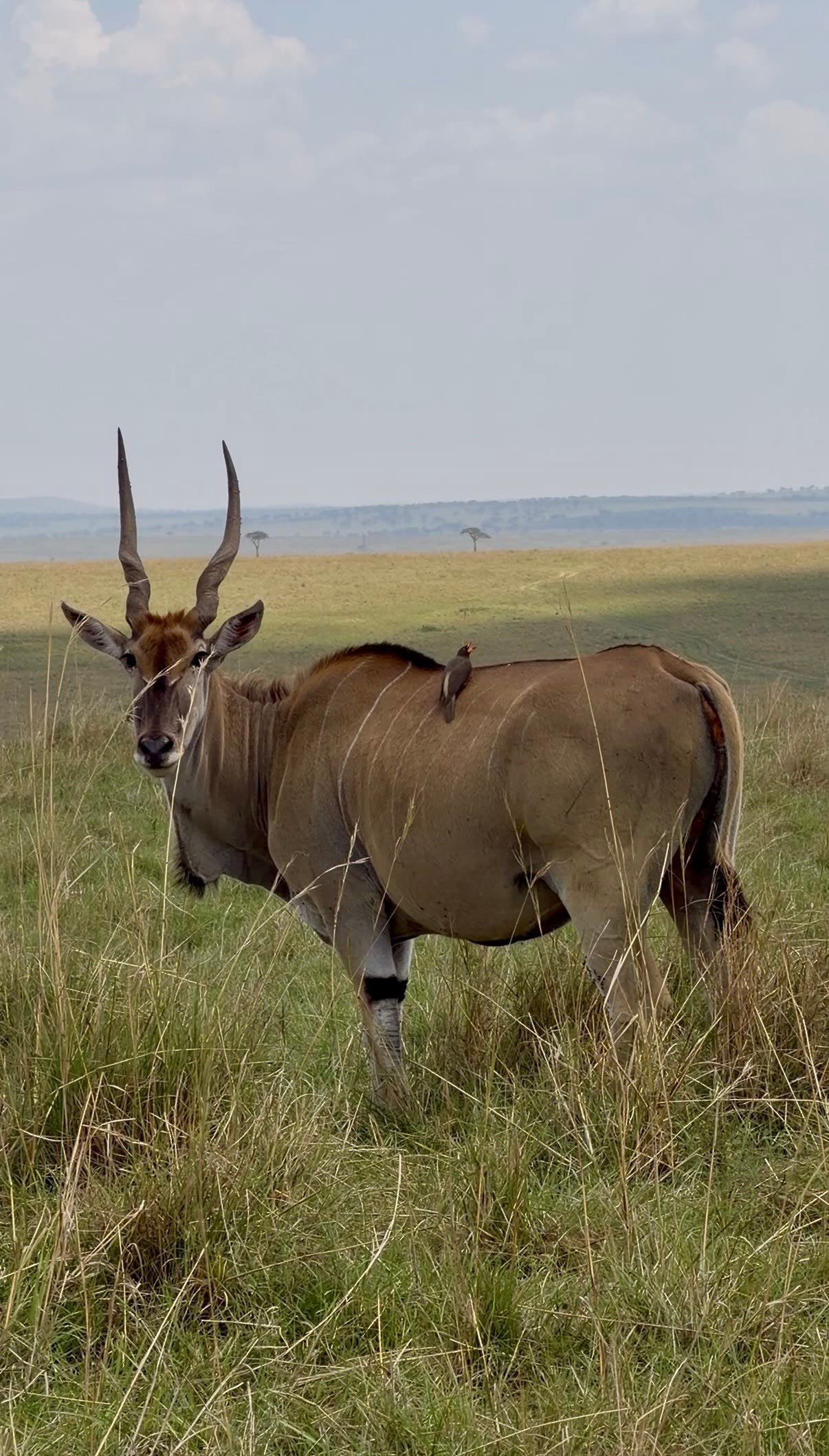 Eland en la sabana de Kenia