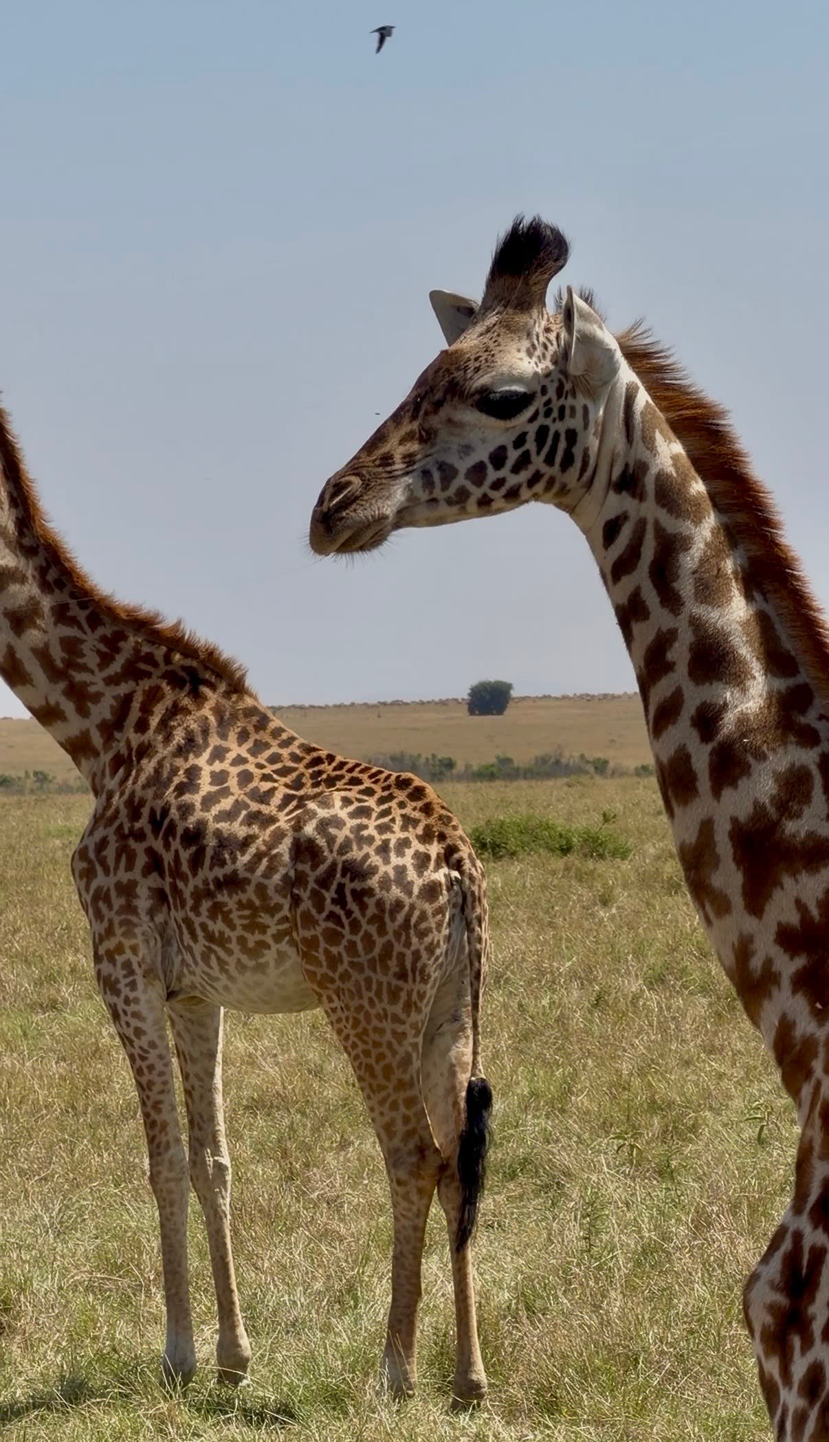 Jirafas en Masai Mara, Kenia