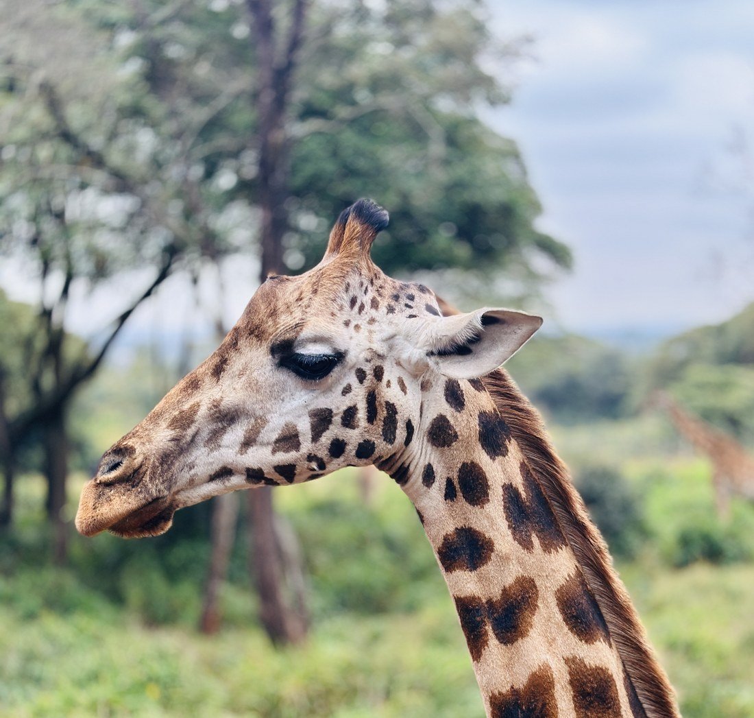 Jirafa en Masai Mara, Kenia