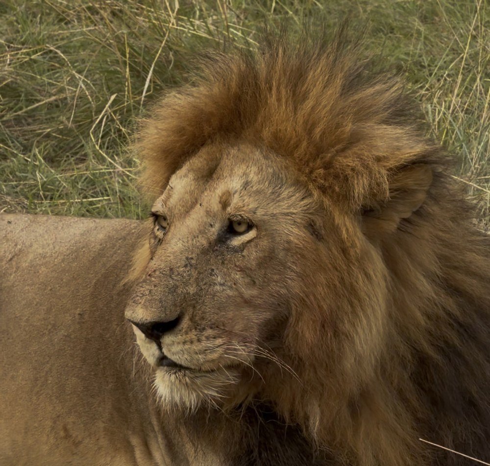 León en la sabana de Sudáfrica