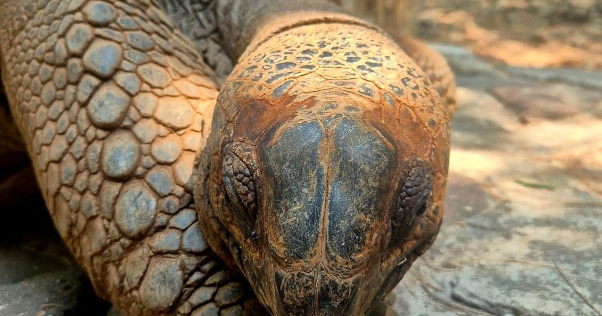 Tortuga gigante en Prison Island, Zanzíbar