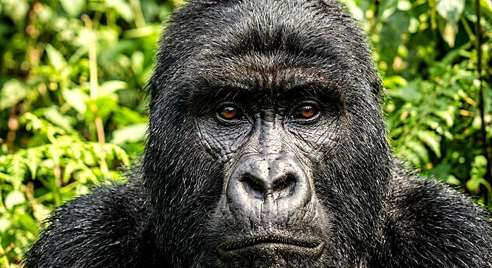 Gorila de montaña en la selva de Uganda